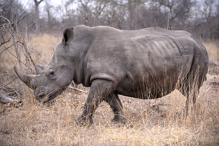 Rhino and bird